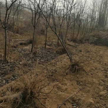 北美海棠苗，5公分北美海棠苗基地