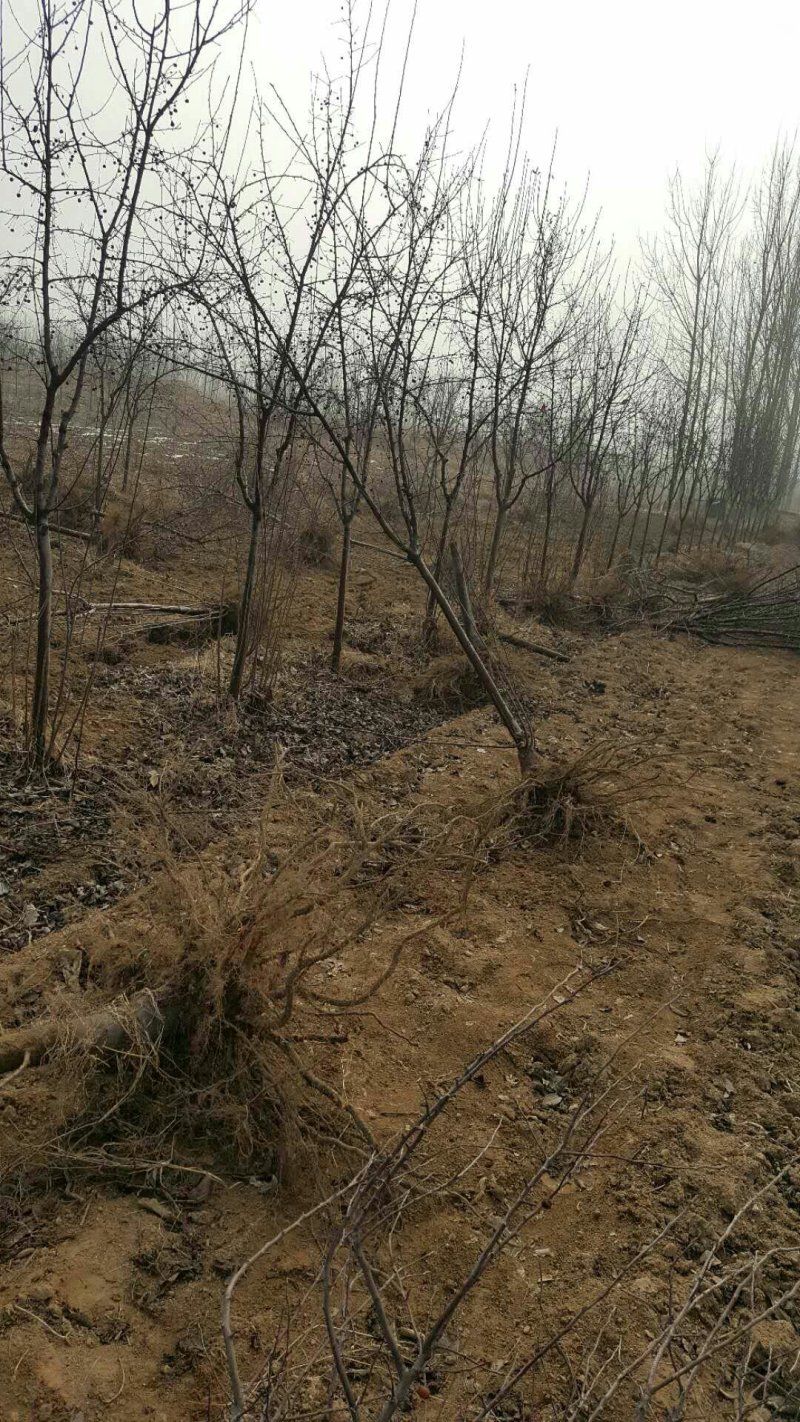 北美海棠苗，5公分北美海棠苗基地