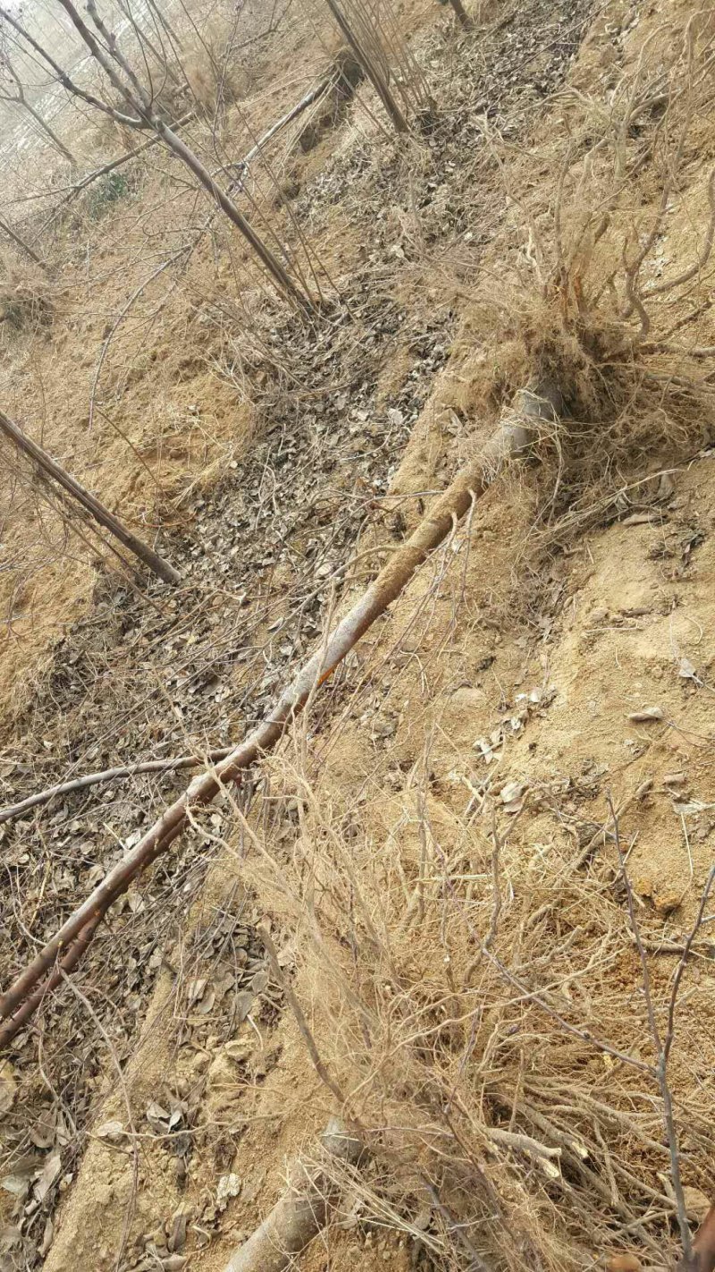 北美海棠苗，5公分北美海棠苗基地