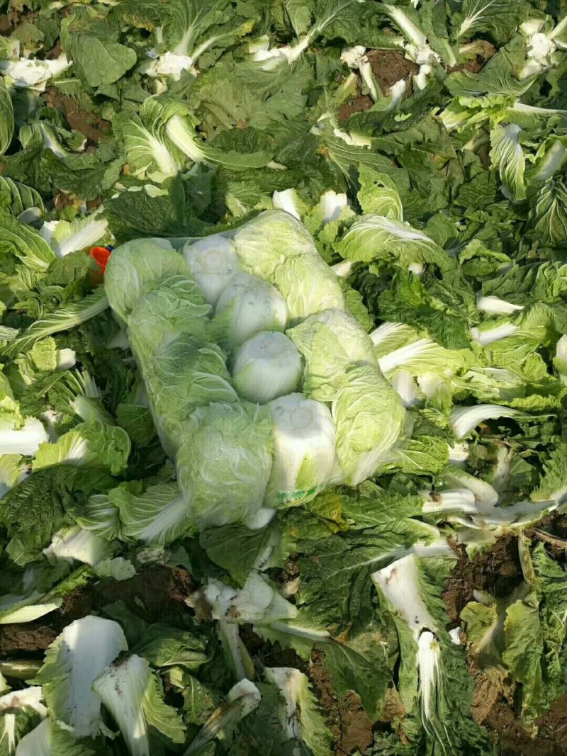 青杂三号白菜，4-6斤，大量供货中，要的联系。