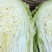 丰抗78白菜4~6斤，颜色好看个头均匀，无虫眼无烧心