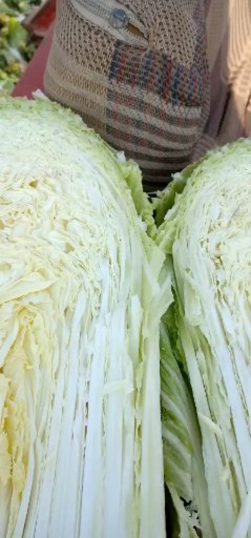 丰抗78白菜4~6斤，颜色好看个头均匀，无虫眼无烧心