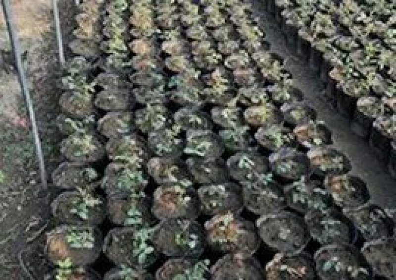 育苗袋营养钵育苗盆种植穴盘塑料营养袋育苗袋一次性花盆