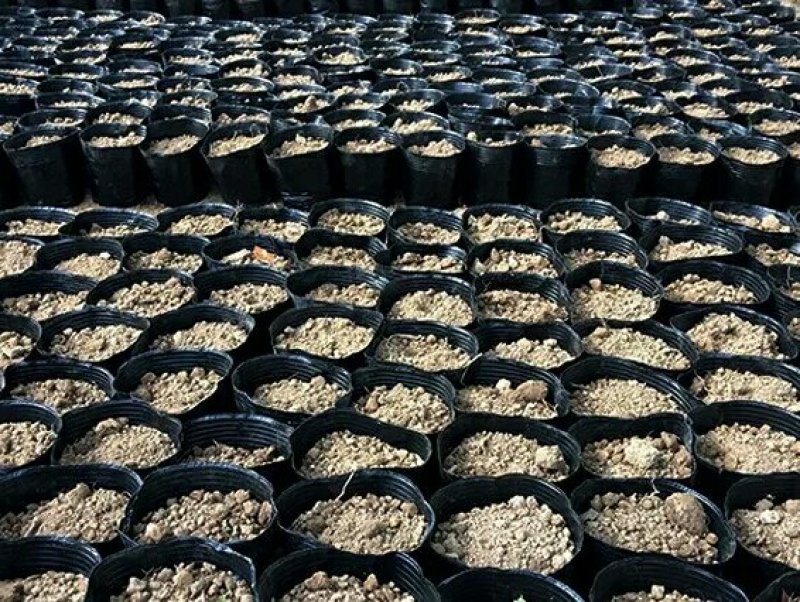 育苗袋营养钵育苗盆种植穴盘塑料营养袋育苗袋一次性花盆