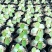 育苗袋营养钵育苗盆种植穴盘塑料营养袋育苗袋一次性花盆