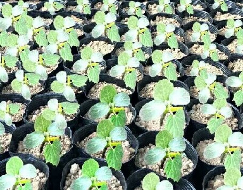 育苗袋营养钵育苗盆种植穴盘塑料营养袋育苗袋一次性花盆