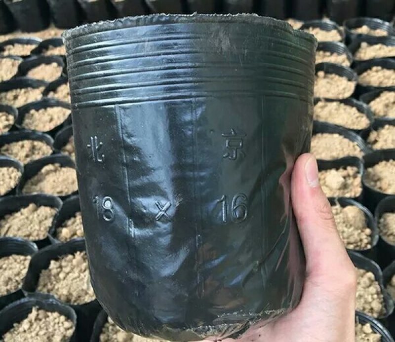 育苗袋营养钵育苗盆种植穴盘塑料营养袋育苗袋一次性花盆