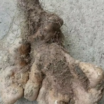 佛手山药