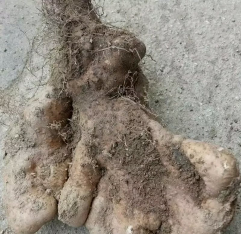 佛手山药