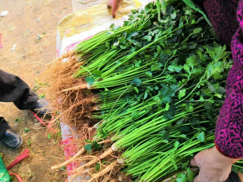安丘铁杆青香菜冷库香菜大量低价供应可加工高矮规格多样