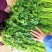 安丘铁杆青香菜冷库香菜大量低价供应可加工高矮规格多样