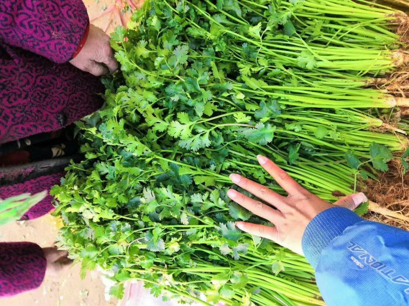 安丘铁杆青香菜冷库香菜大量低价供应可加工高矮规格多样