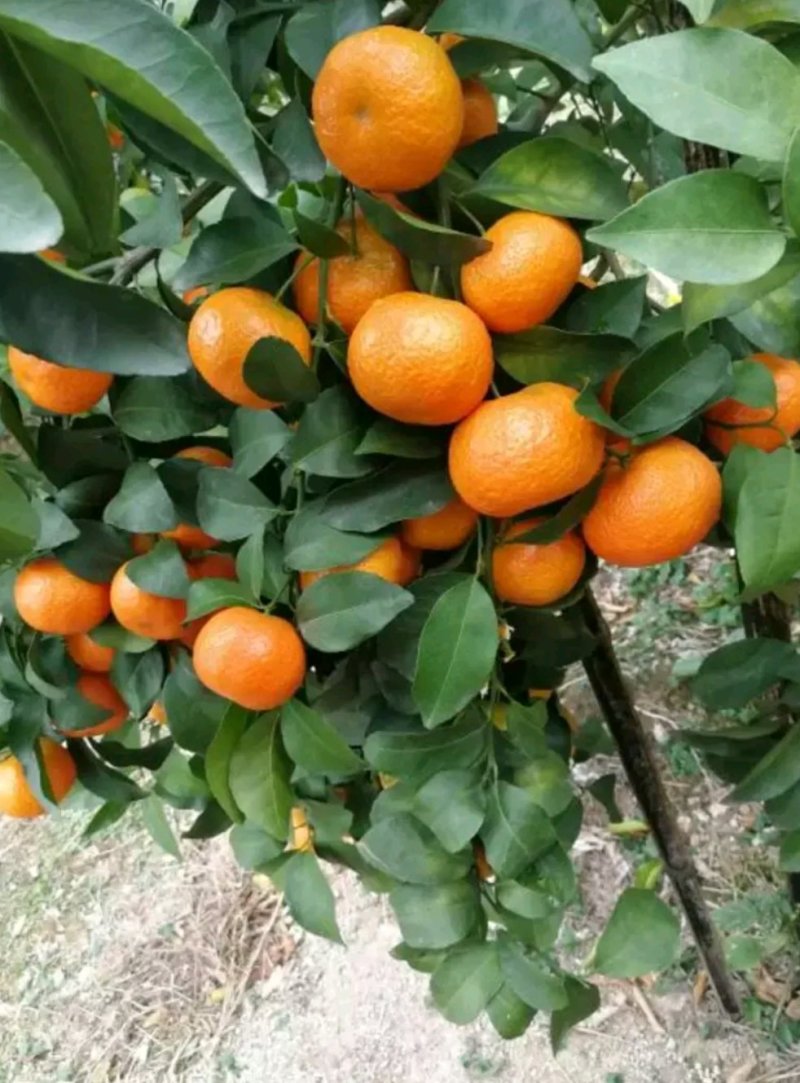 沙糖桔