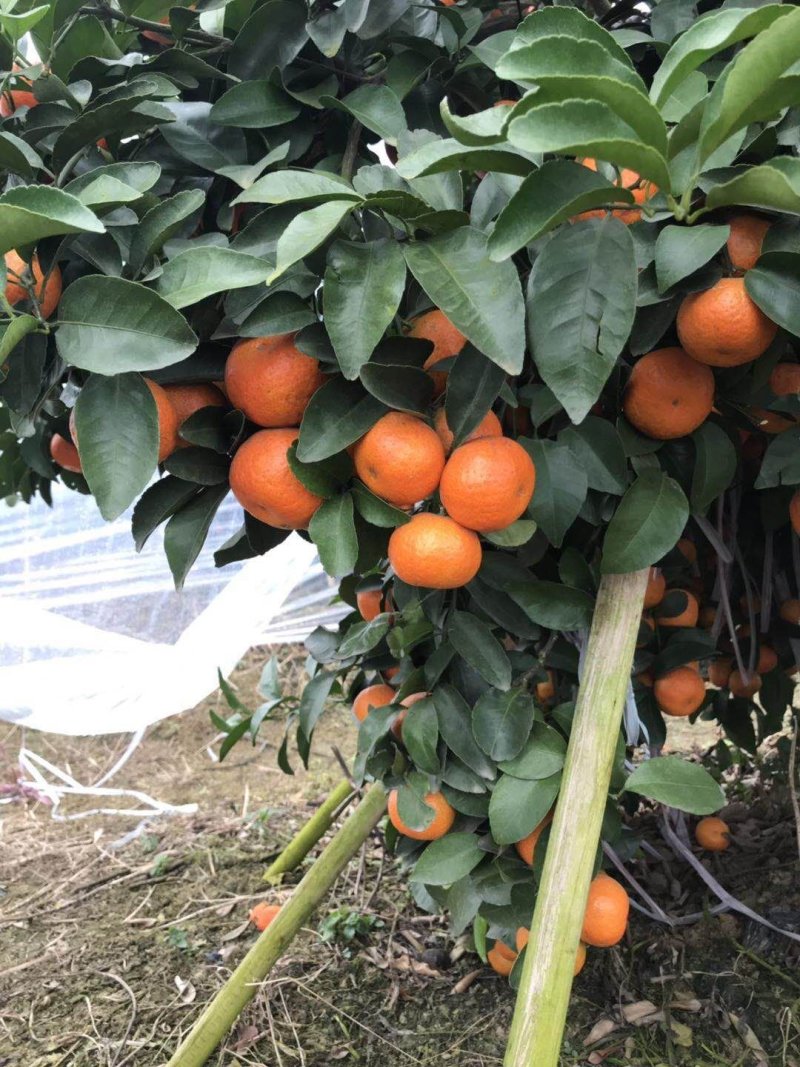 沙糖桔