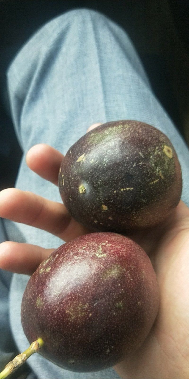 百香果