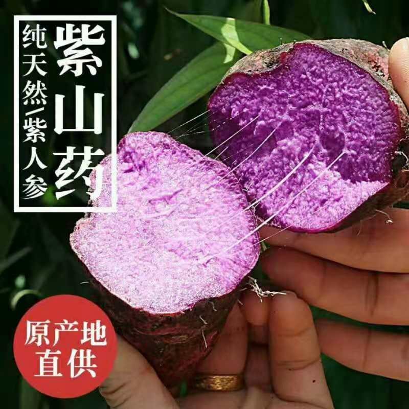 紫山药