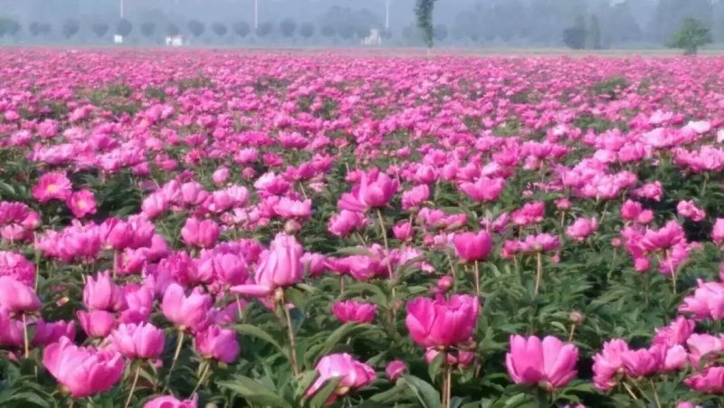 白芍片特级货，货量大可长期供货，支持线上交易，产地直销