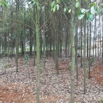 香樟树大量有货