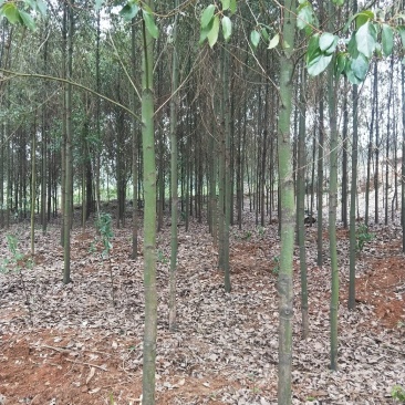 香樟树大量有货