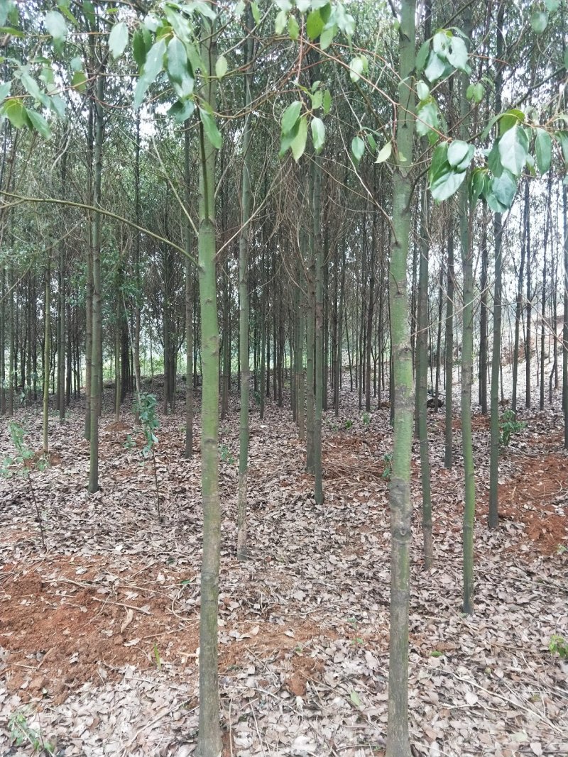 香樟树大量有货