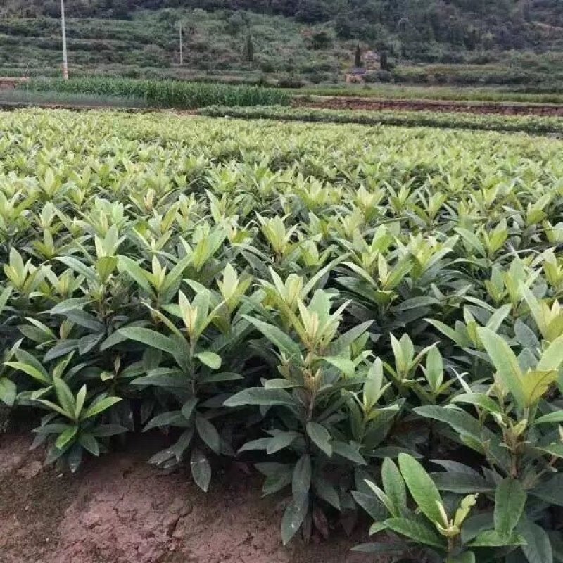 福建漳州自家苗圃嫁接枇杷树苗两年苗现挖现发根部发达