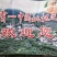 福建漳州自家苗圃嫁接枇杷树苗两年苗现挖现发根部发达