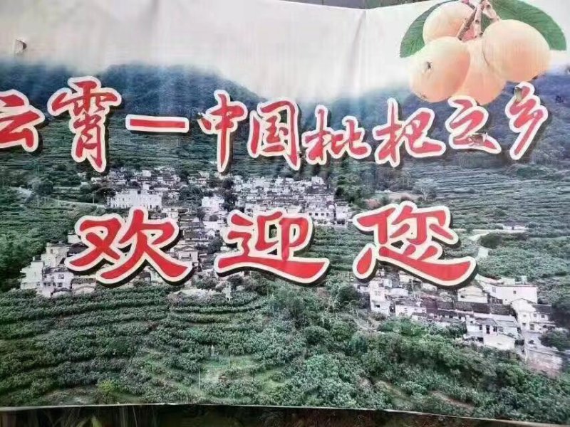 福建漳州自家苗圃嫁接枇杷树苗两年苗现挖现发根部发达