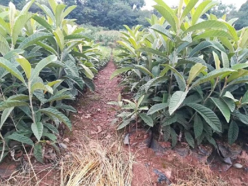 福建漳州自家苗圃嫁接枇杷树苗两年苗现挖现发根部发达