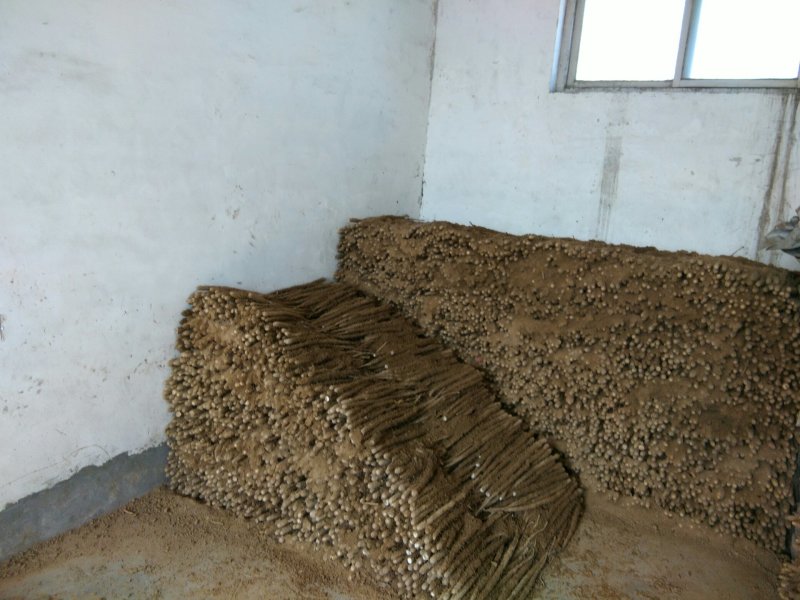 山药