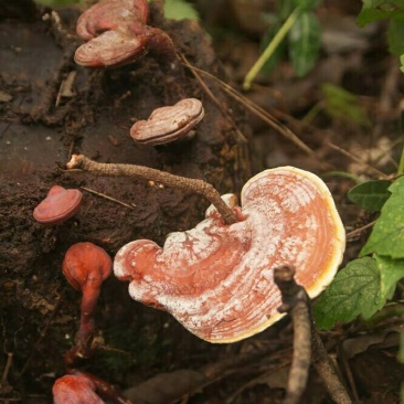 野生灵芝