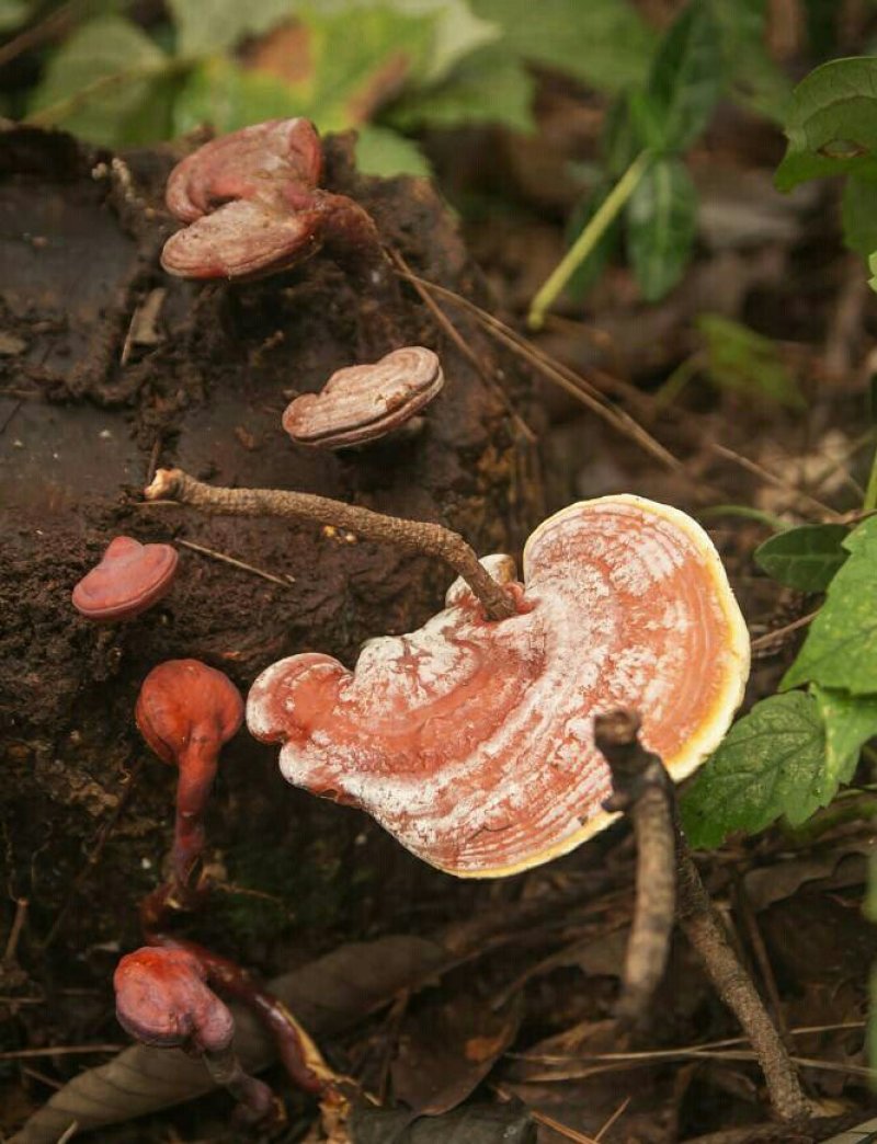 野生灵芝