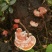 野生灵芝