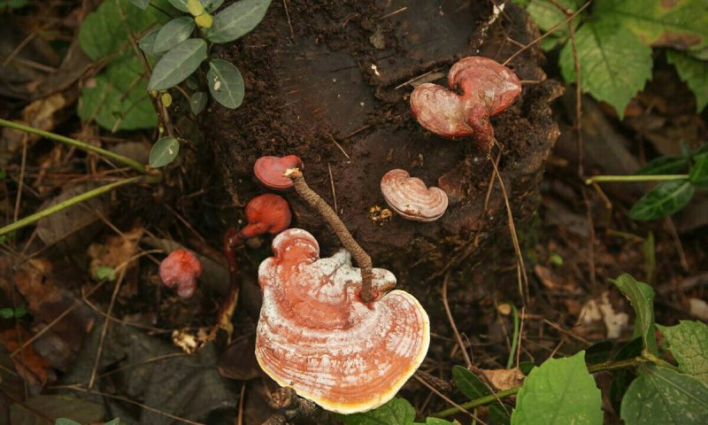 野生灵芝