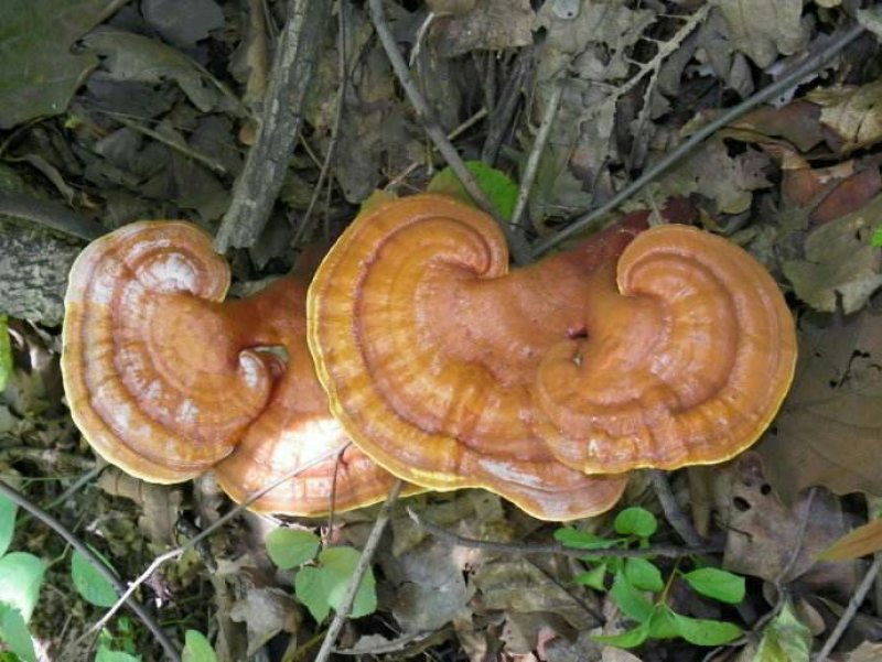 野生灵芝