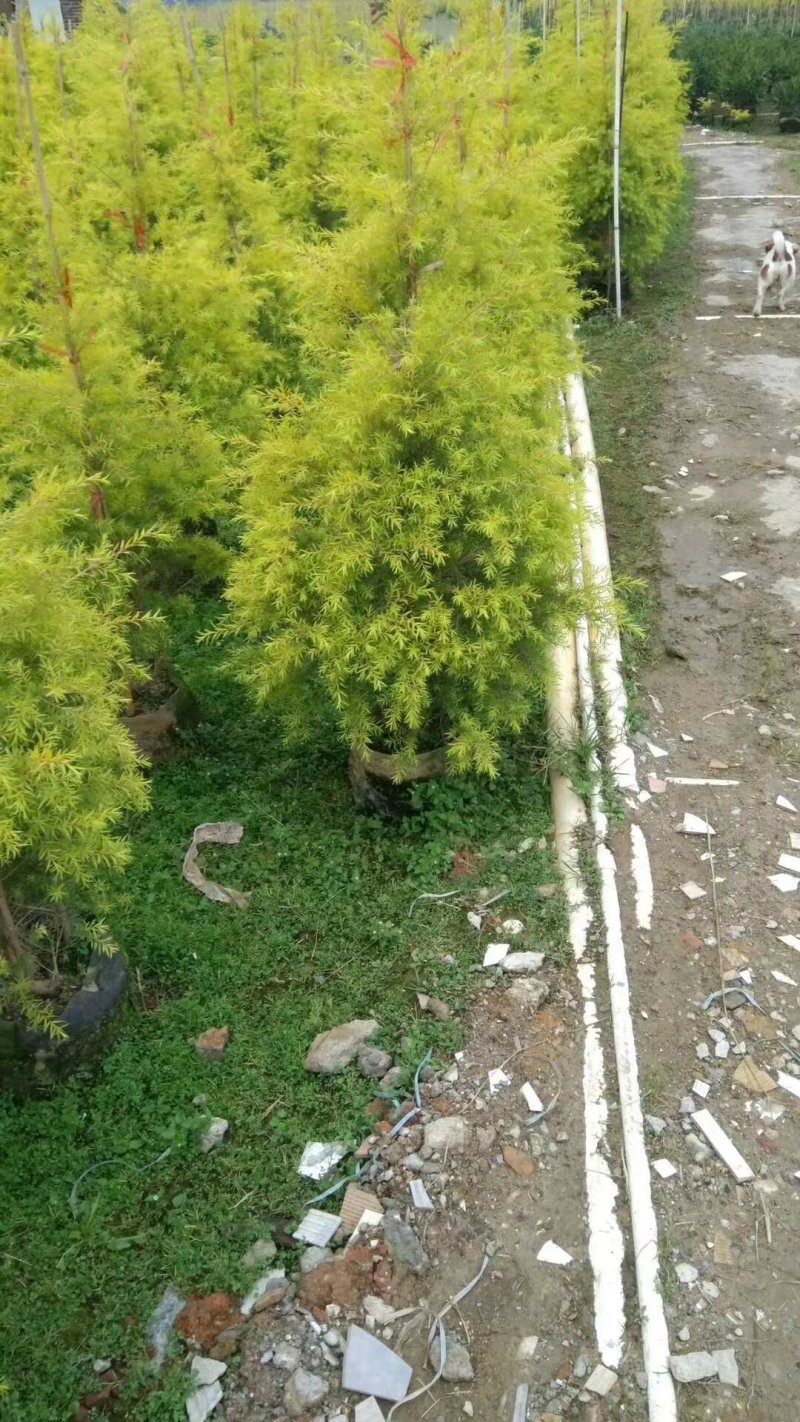 黄金宝树或黄千层及千层金