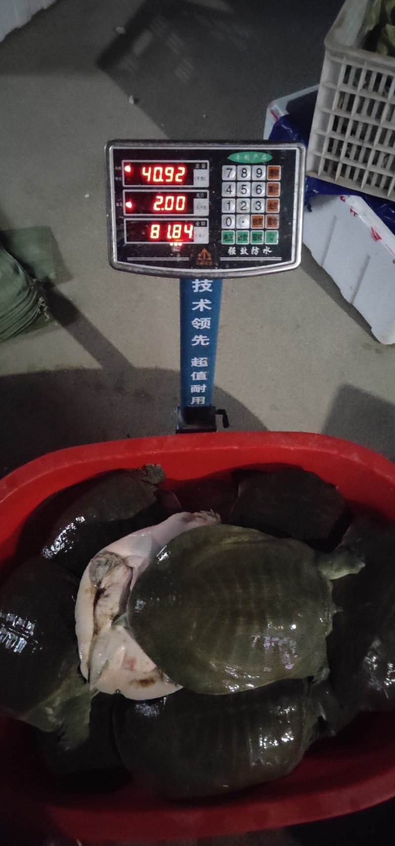 八年以上老水鱼