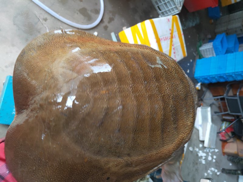 八年以上老水鱼