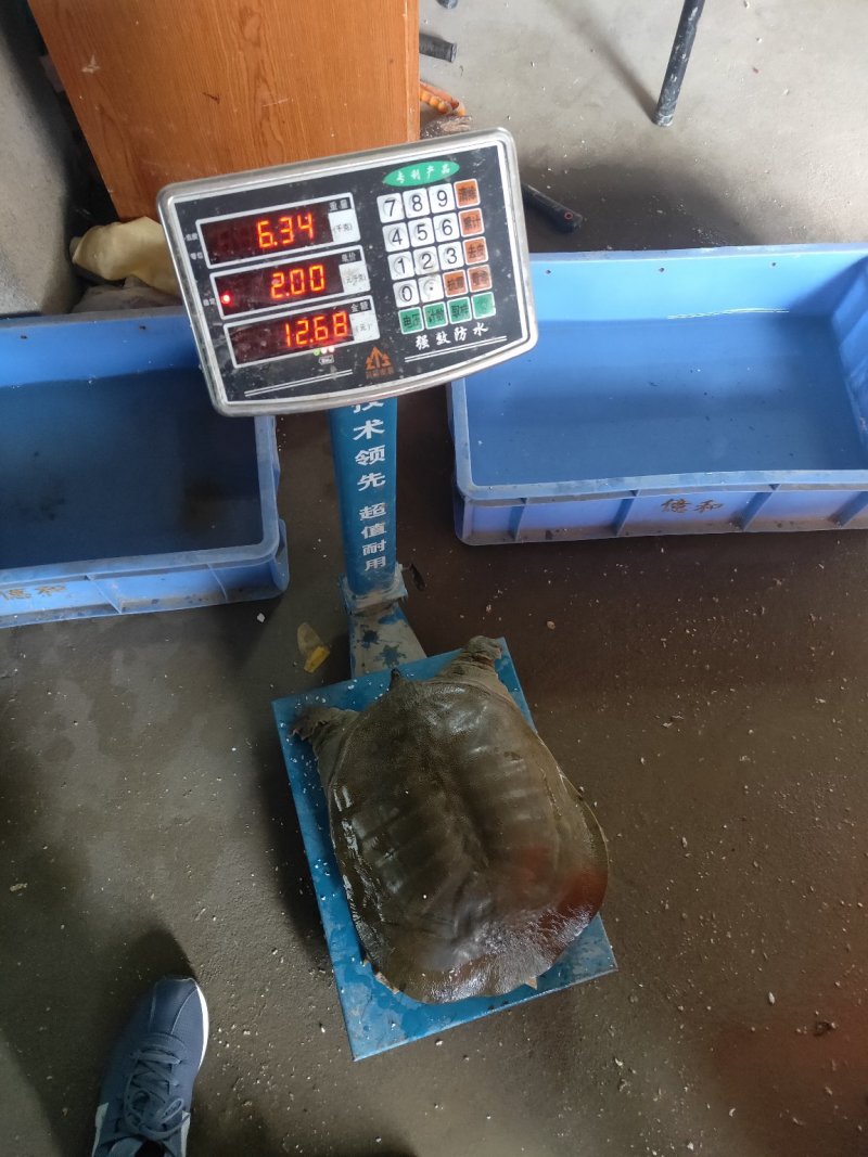八年以上老水鱼