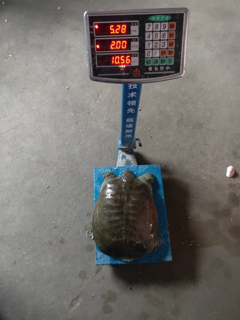 八年以上老水鱼
