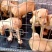 比特犬公