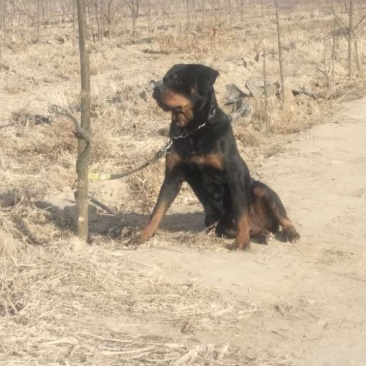 杜高犬
