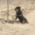 杜高犬