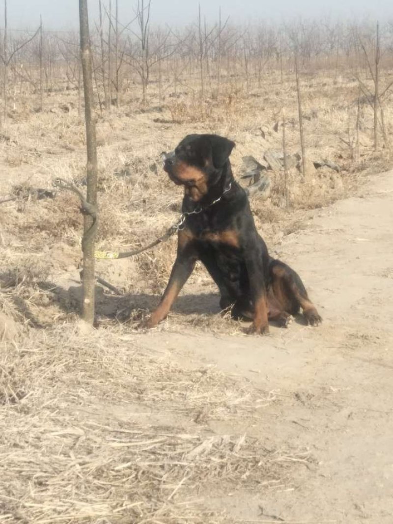 杜高犬