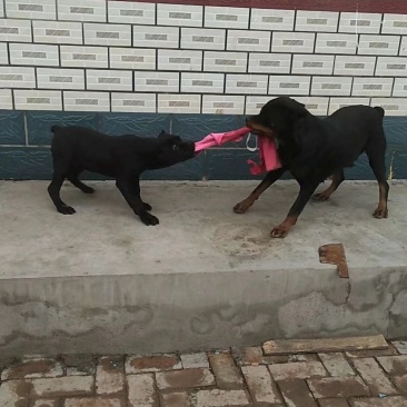 杜高犬公