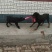 杜高犬公
