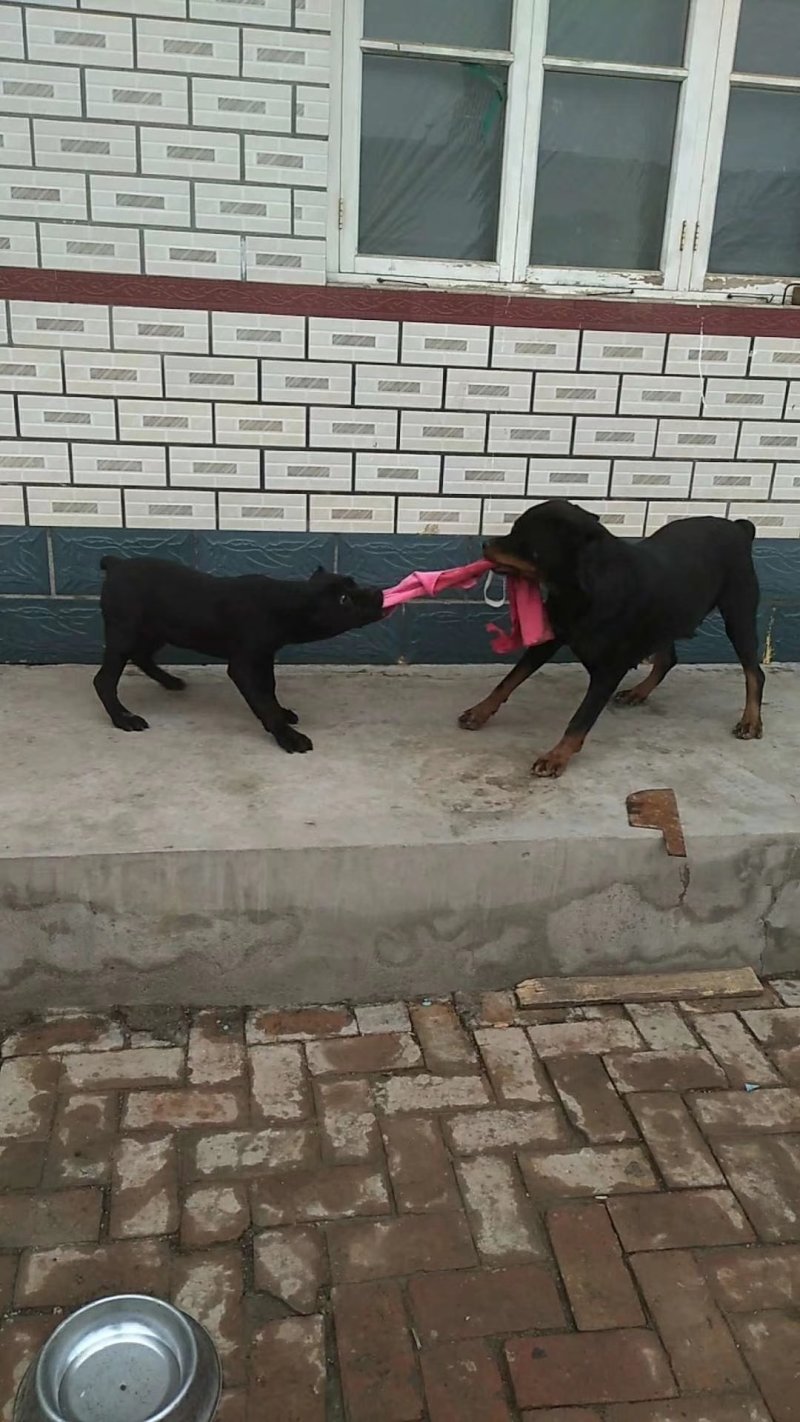 杜高犬公