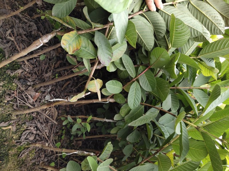 【番石榴苗】白心番石榴苗易种植好管理质量保证欢迎采购