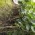 【番石榴苗】白心番石榴苗易种植好管理质量保证欢迎采购