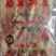 小鱿鱼干，三级鱿鱼，特别漂亮