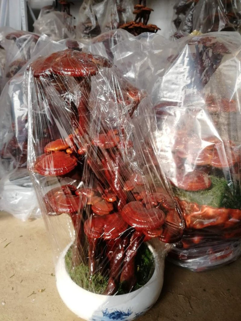 批发出售灵芝片